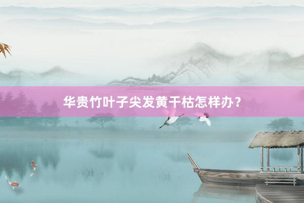 华贵竹叶子尖发黄干枯怎样办？